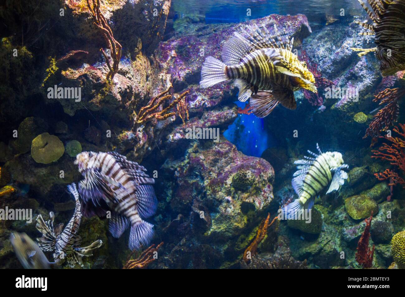 Wunderschöne Salzaquarium Fische schwimmen um Stockfoto