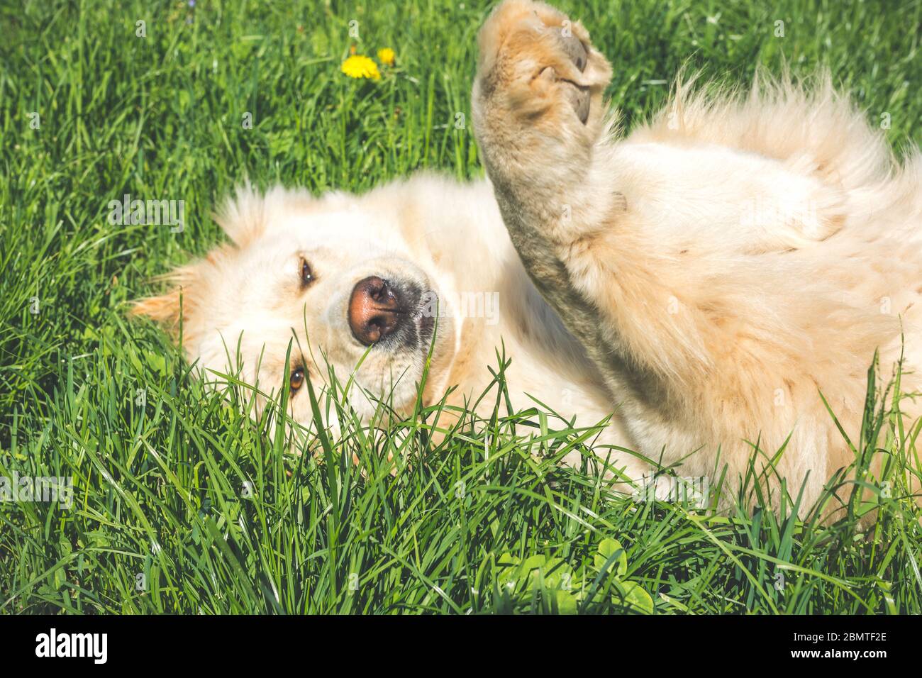 golden Retriever, Erwachsener Hund auf Gras liegend. Effekt Filter Vintage Stockfoto