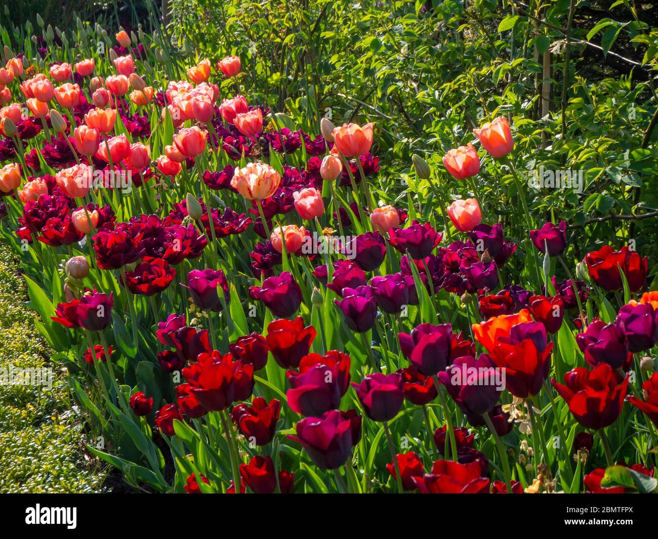 Pflanzenrand voller farbenprächtiger rosa und burgunderfarbener Tulpen im April auf dem Chenies Manor. 2020. Ancraciet, Apricot Foxx und Mascara Tulpen Sorten in der Sonne. Stockfoto