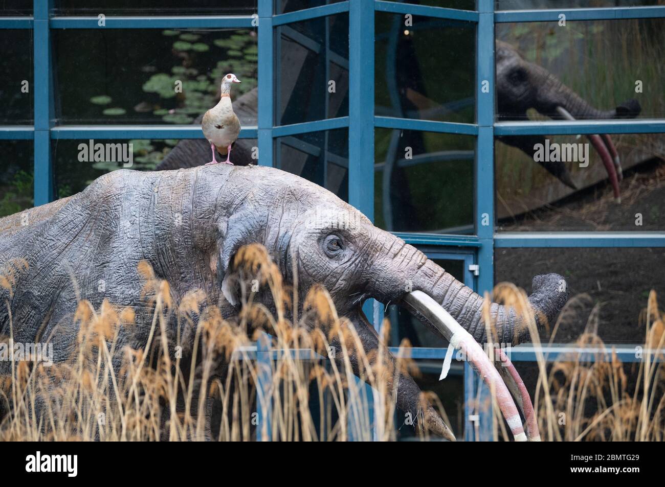 Stuttgart, Deutschland. Mai 2020. Vor dem Naturkundemuseum Stuttgart am Löwentor sitzt eine Nilgans auf dem Vorbild eines Ur-Elefanten (Gomphotheria). Quelle: Marijan Murat/dpa/Alamy Live News Stockfoto