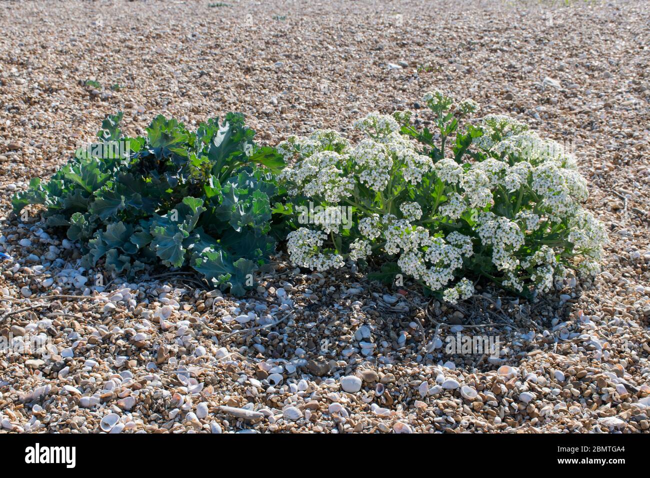 Seekale (Crambe maritima L.) vegetierter Schindel, Hayling Island, England Stockfoto