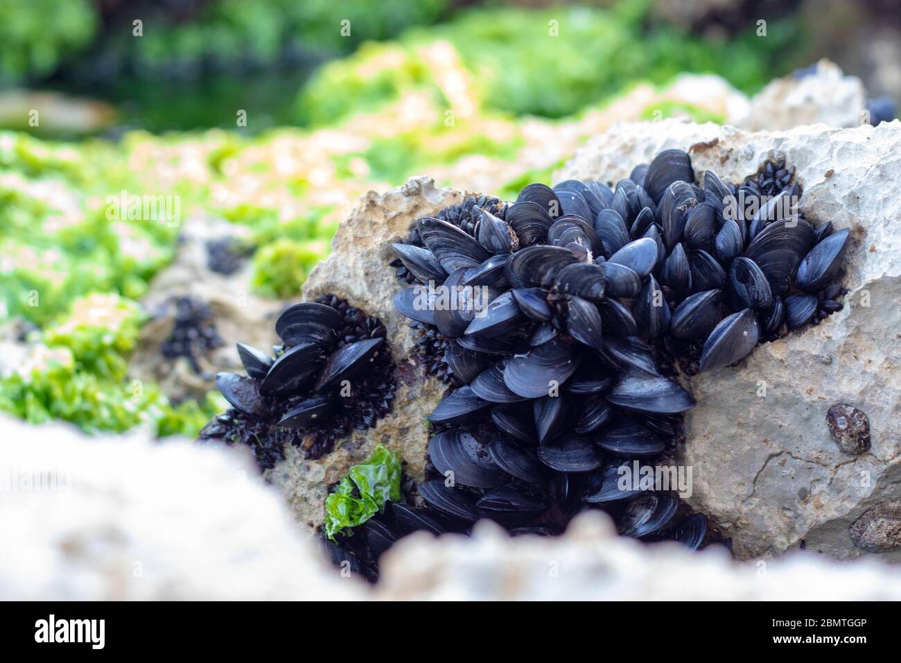 Viele kleine schwarze Muschelschalen in einer Gruppe auf einem Felsen in der Nähe des Meeres. Leuchtend grüne Algen und Gras im Hintergrund. Oft in flachen Gewässern gefunden Stockfoto