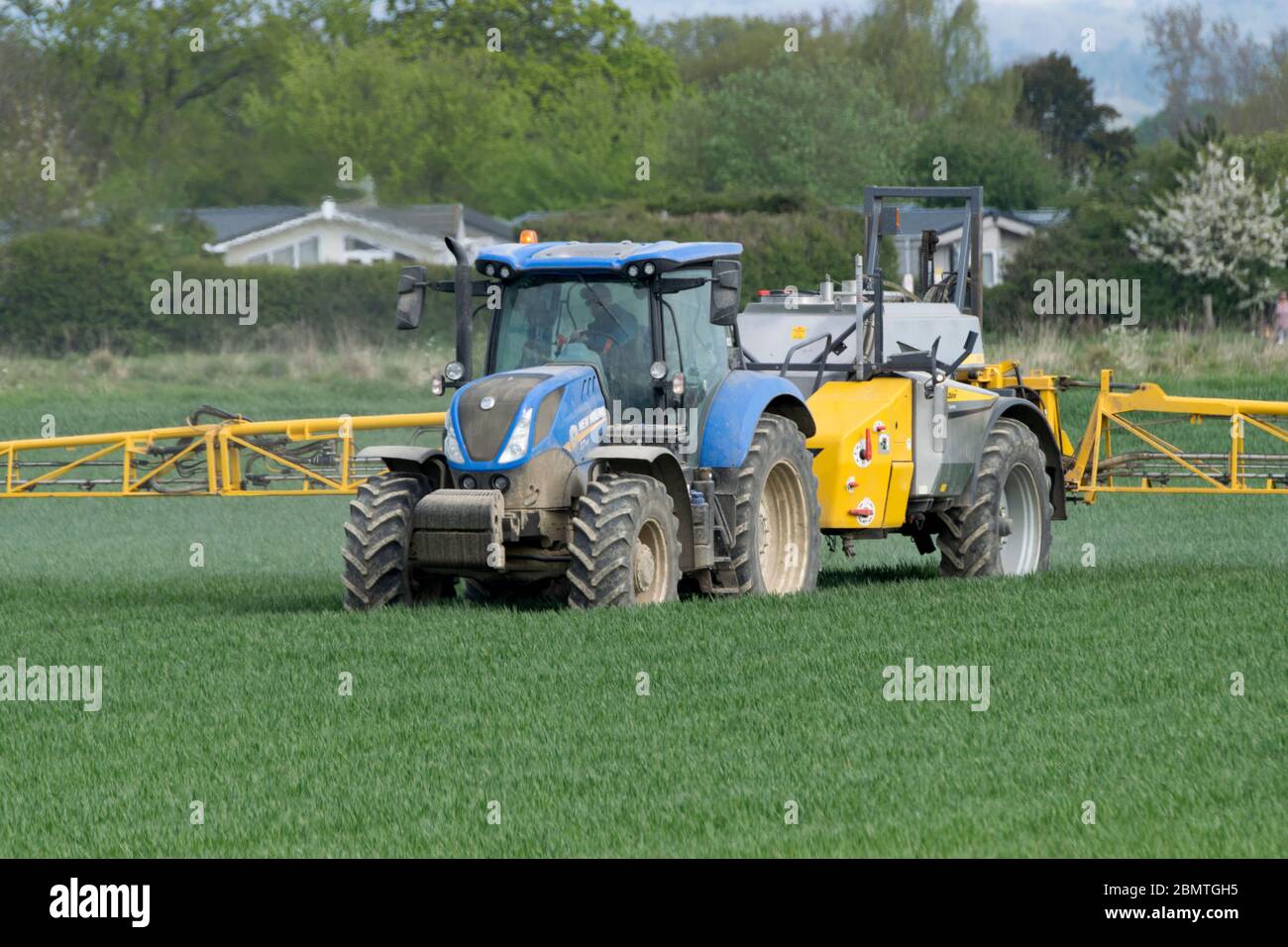 Traktor sprühen Raps Ernte. Hayling Island, England Stockfoto