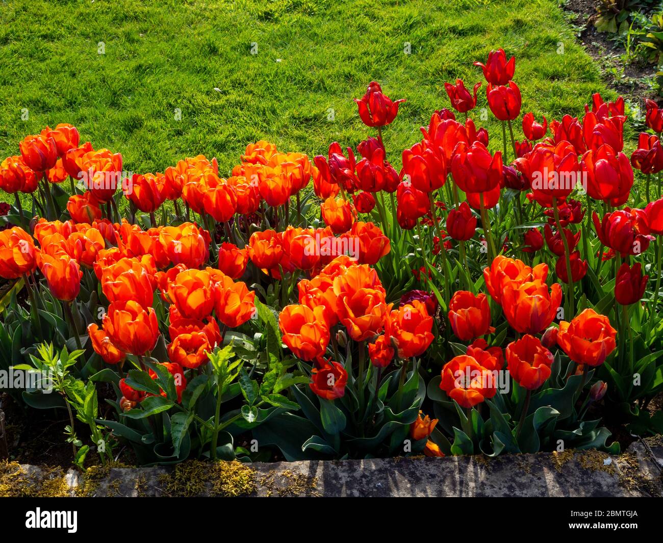 Leuchtend rote und orange Tulpen in voller Blüte durch April Sonnenlicht im Chenies Manor versunkenen Garten."Prinses Irene" und "Orange Cassini" Sorten. Stockfoto