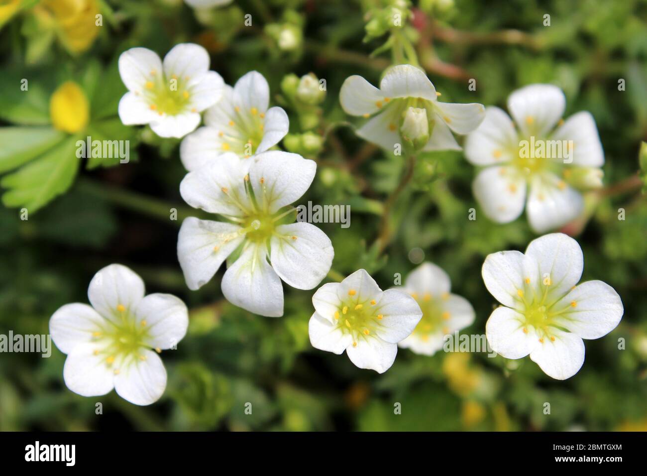 Gruppe blühender winziger weißer Blumen Stockfoto