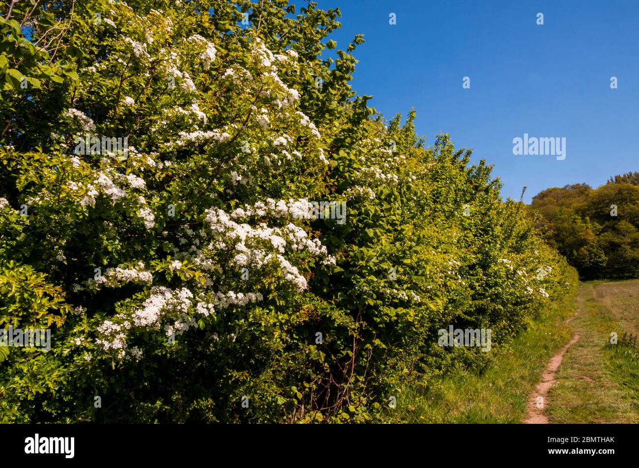 Der Mai blüht auf einer Hecke von Weißdorn, Crataegus monogyna, entlang einer Grenze des Norfolk-Feldes. Stockfoto