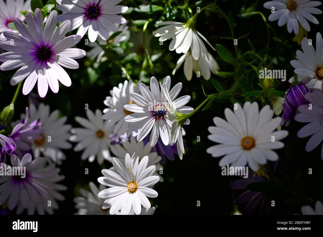Weiße und violette Blüten der Pflanze 'Daisy Chrysanthemum', eine