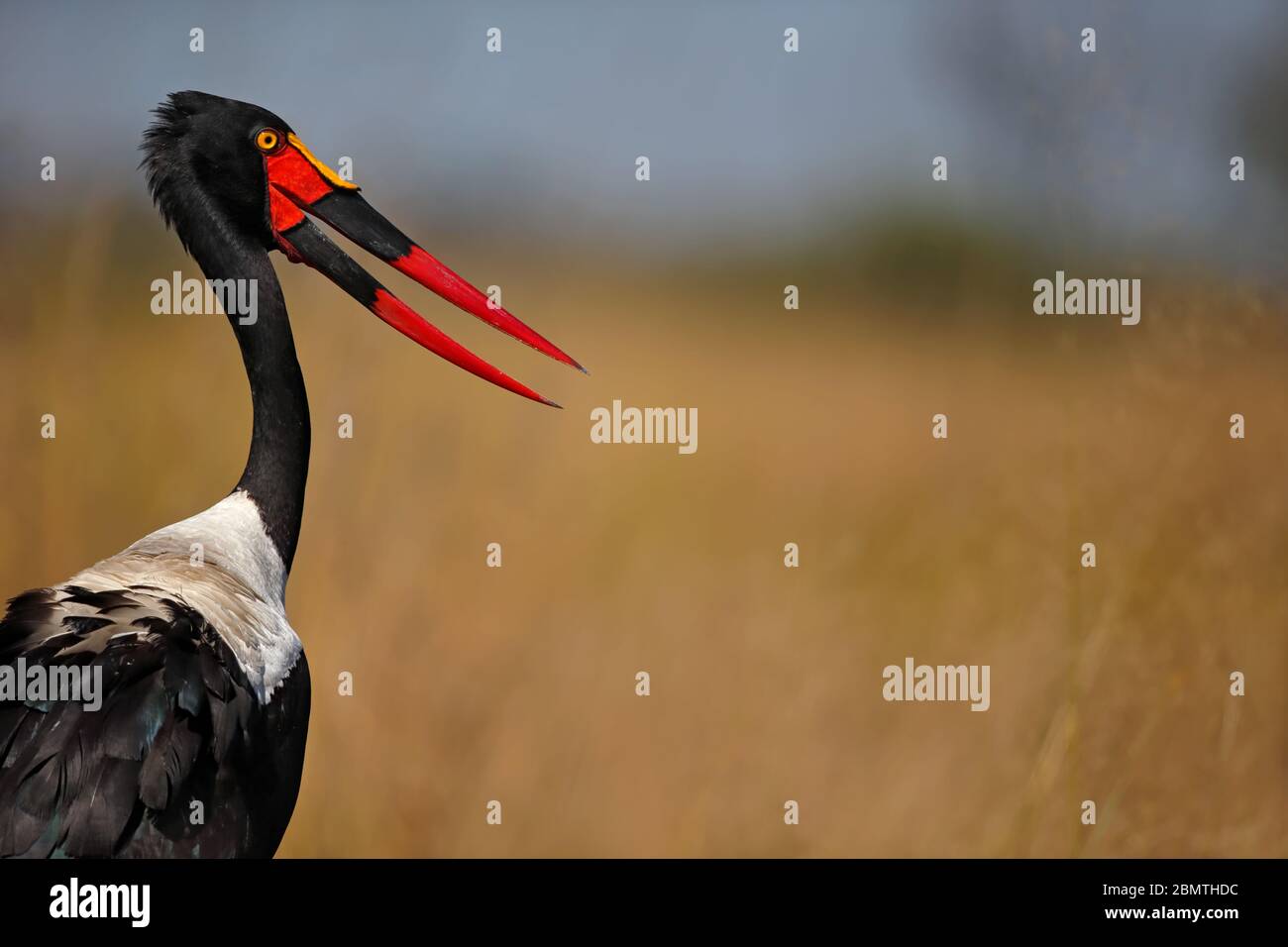 Porträt eines Sattelsturmstorches (Ephippiorhynchus senegalensis) Weibchen; Weibchen haben eine gelbe Iris, Botswana - Okavango Delta. Stockfoto