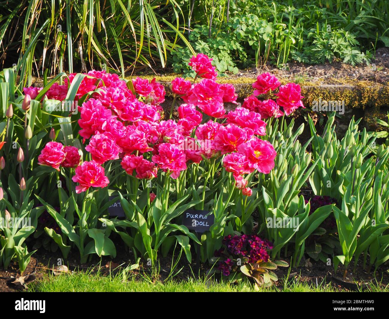 Massenbepflanzung von lebendigen rosa Tulpenvielfalt, Chato, im Chenies Manor versunkenen Garten im April. Stockfoto