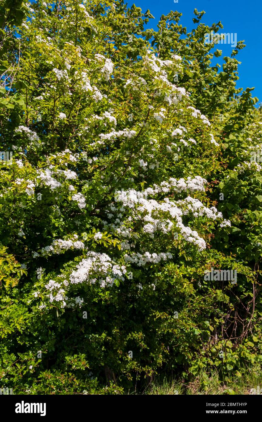 Der Mai blüht auf einer Hecke von Weißdorn, Crataegus monogyna, entlang einer Grenze des Norfolk-Feldes. Stockfoto
