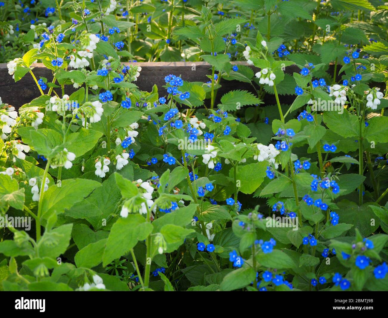 Wilde Blumen am Zaun bei Chenies. Weiße Beinwell und grüne Alkanet in Blüte. Stockfoto