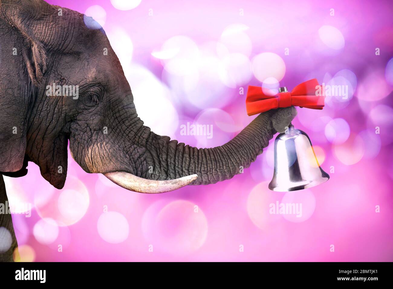 Fröhlicher Elefant läutet eine Glocke Stockfoto