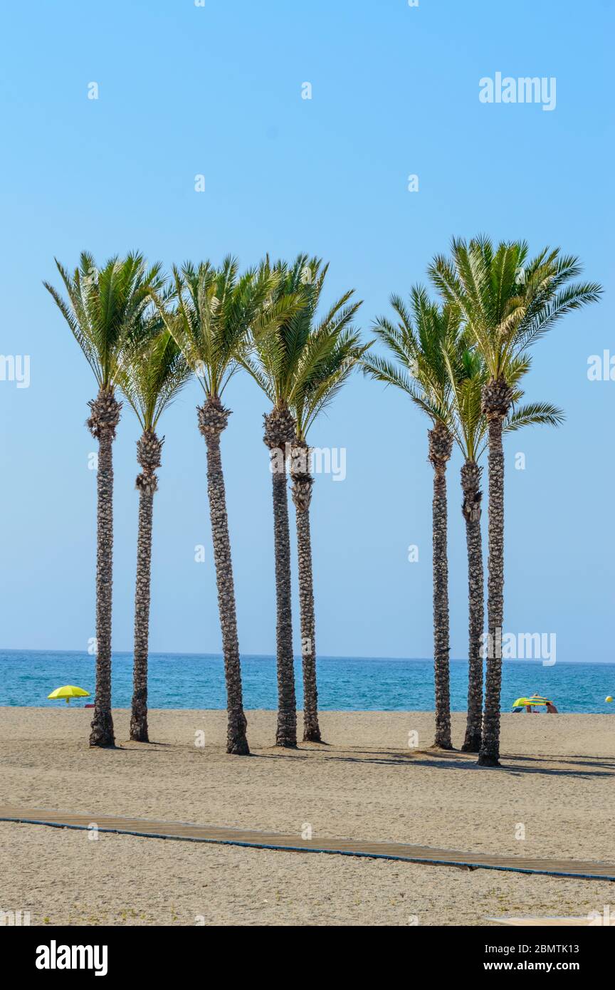 Oase einer großen Gruppe von Palmen am Strand von Roquetas de Mar. 14. August 2019. Roquetas de Mar Almeria. Spanien. Reisen Tourismus Feiertage Stockfoto