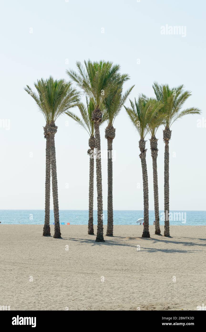 Oase einer großen Gruppe von Palmen am Strand von Roquetas de Mar. 14. August 2019. Roquetas de Mar Almeria. Spanien. Reisen Tourismus Feiertage Stockfoto