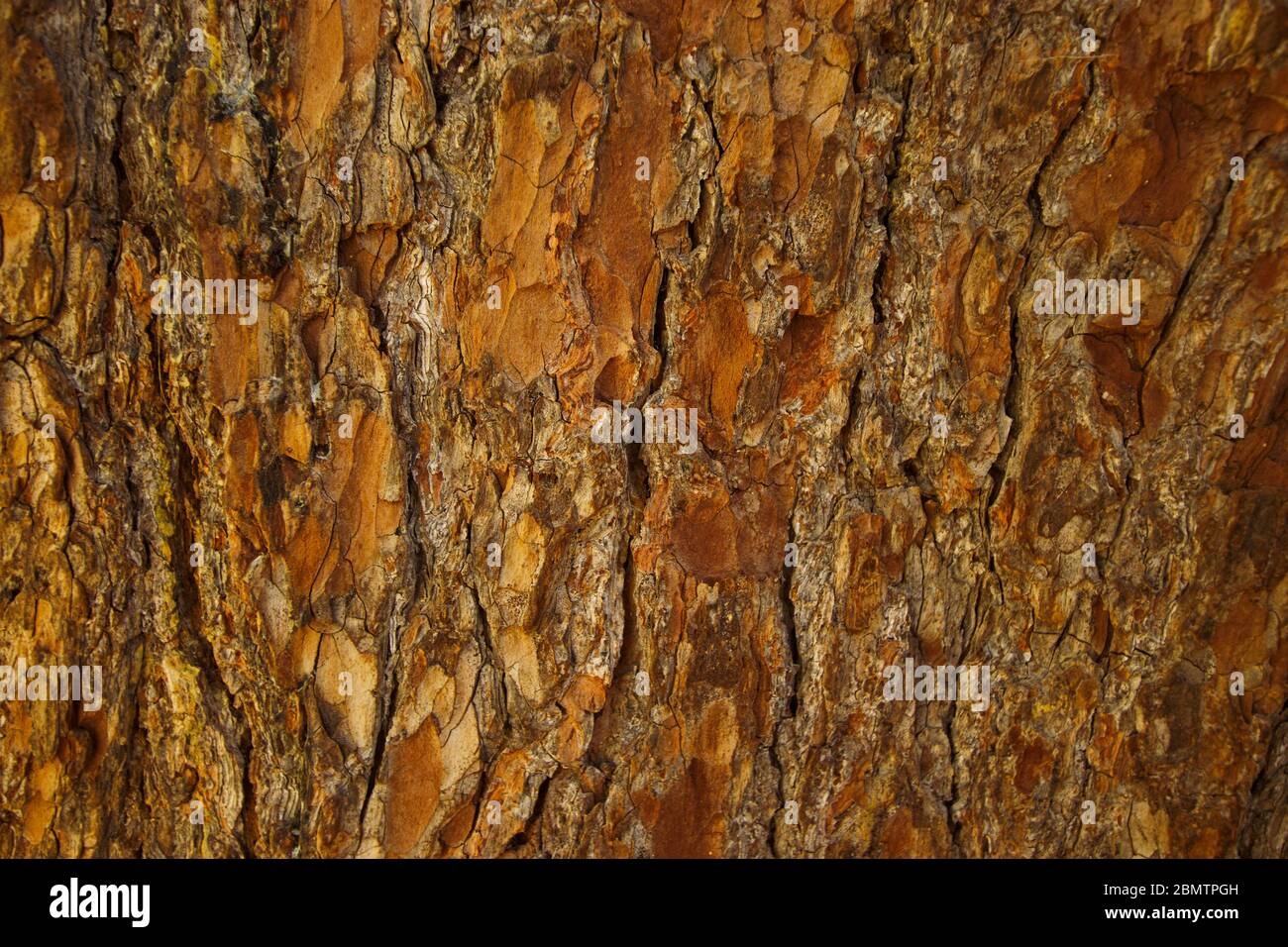 Baumrinde, Alter Baum, Italien, Dolomiten, Puez-Geisler Stockfoto