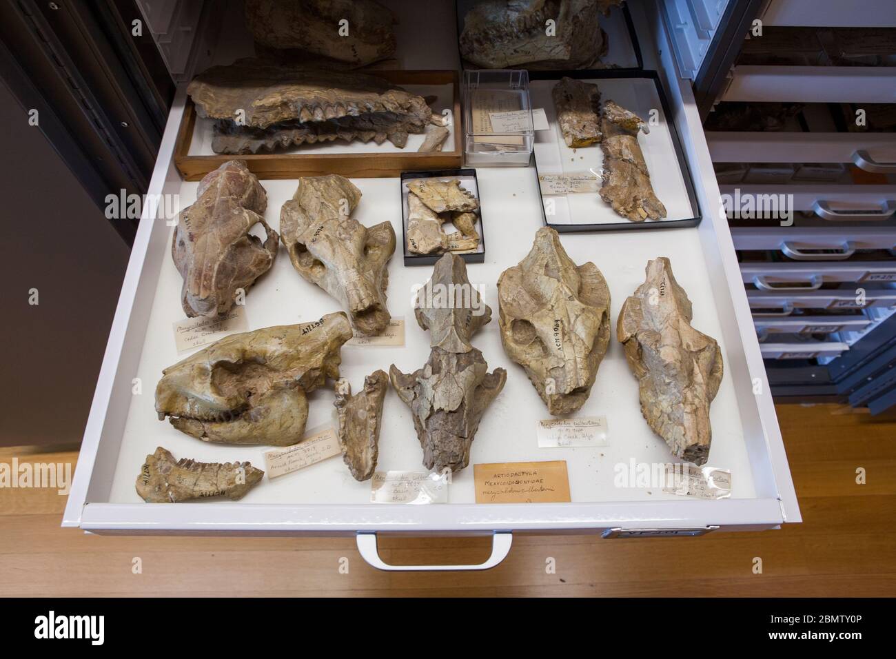 Fossile Schädel aus dem Pleistozän ruhen in einer Schublade im Beneski Museum of Natural History des Amherst College in Amherst, MA, USA Stockfoto