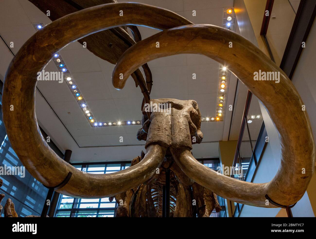 Ein Skelett eines kolumbianischen Mammuts (Mammuthus columbi) steht im Hauptsaal des Beneski Museum of Natural History am Amherst College, Amherst, MA Stockfoto