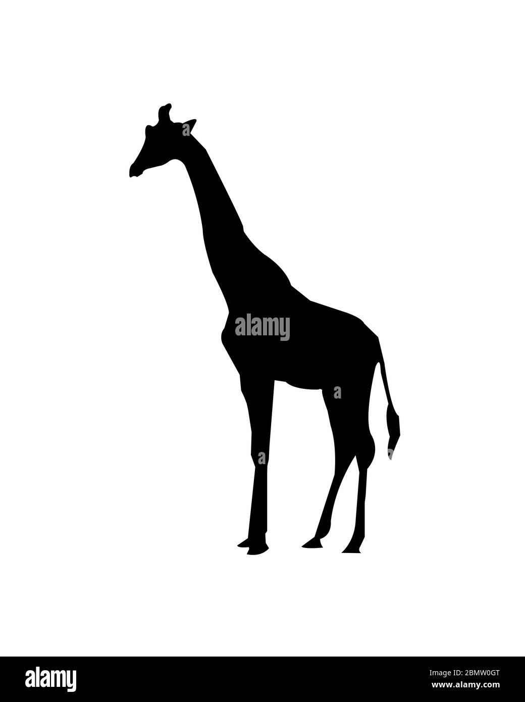 Giraffe auf weißem Hintergrund Stockfoto