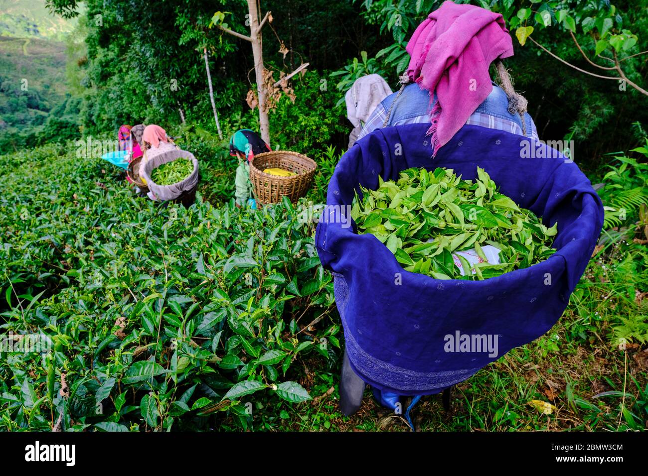 Indien, Westbengalen, Darjeeling, Phubsering Tea Garden, Teegarten, Tee-Picker pflücken Teeblätter Stockfoto