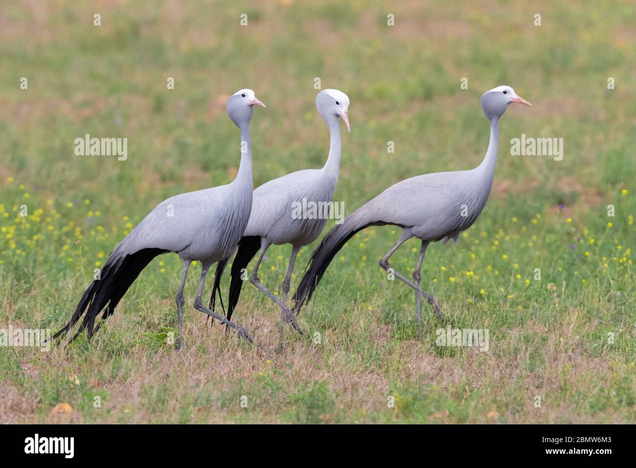 Blue Crane (Grus paradisea), drei Individuen, die in einem Grasland, Western Cape, Südafrika, wandern Stockfoto