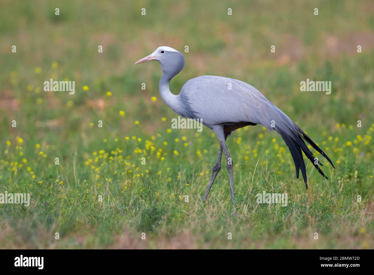 Blauer Kranich (Grus paradisea), Erwachsener, der in einem Grasland steht, Westkap, Südafrika Stockfoto