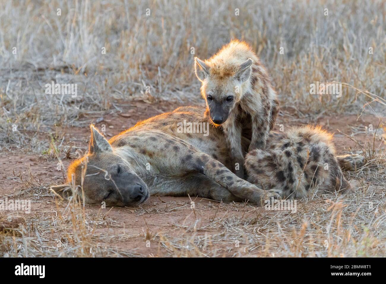 Gefleckter Hyena (Crocuta crocuta), ein erwachsenes Weibchen und zwei Junge, die sich ausruhen, Mpumalanga, Südafrika Stockfoto