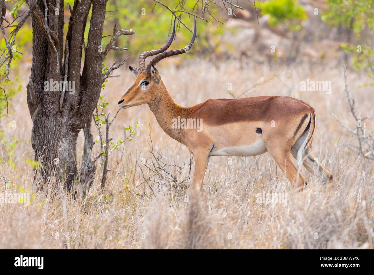 Impala (Aepyceros melampus), Seitenansicht eines erwachsenen Mannes, der unter einem Baum steht, Mpumalanga, Südafrika Stockfoto