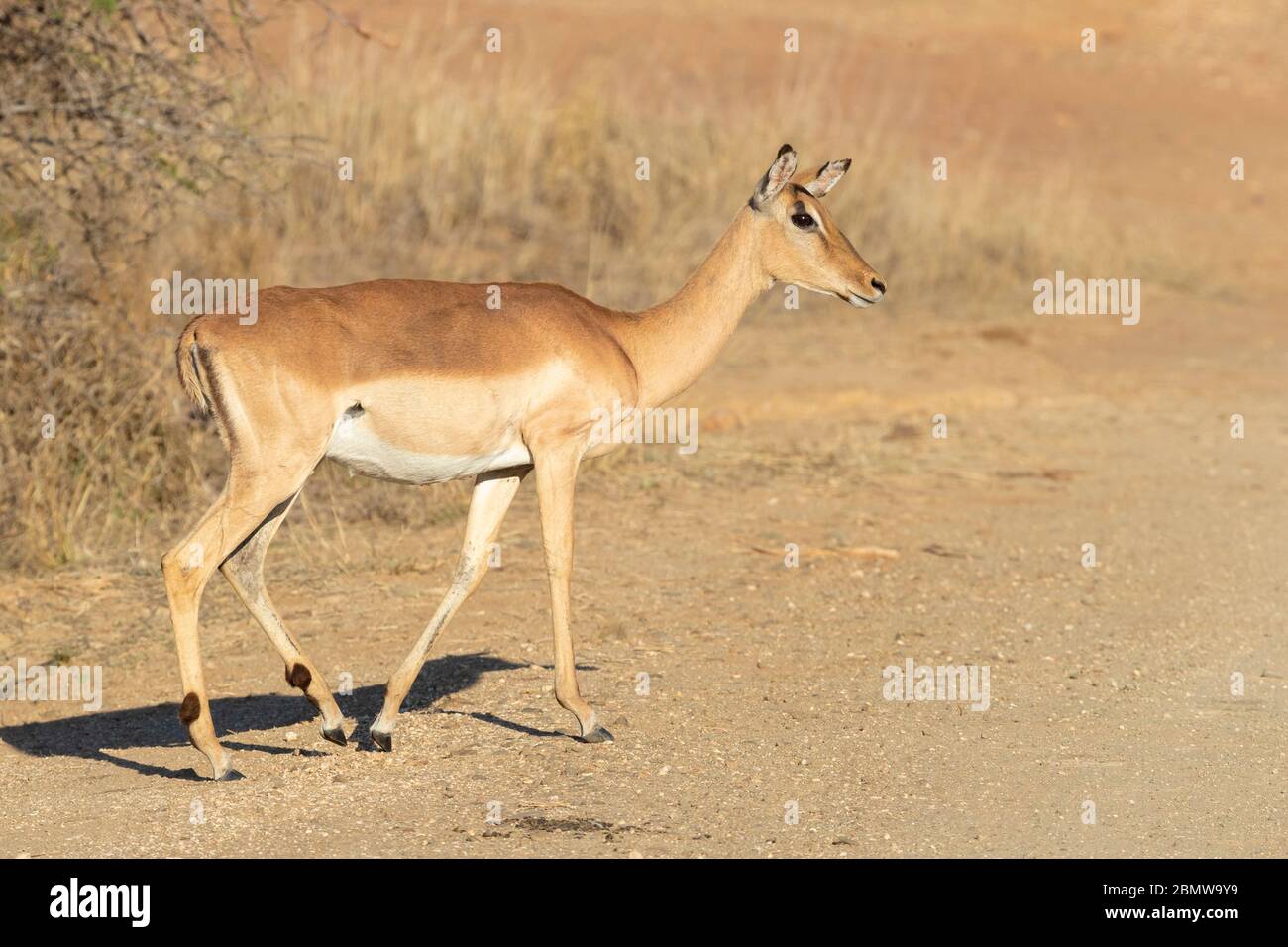 Impala (Aepyceros melampus), Seitenansicht eines erwachsenen Weibchens, das auf dem Boden steht, Mpumalanga, Südafrika Stockfoto