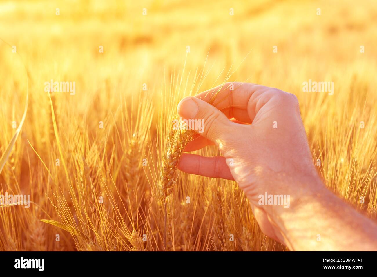 Agronom Landwirt Inspektion reifen Ähren auf dem Feld im warmen Sommer Sonnenuntergang. Landarbeiter Analyse Entwicklung von Getreide, in der Nähe von Stockfoto