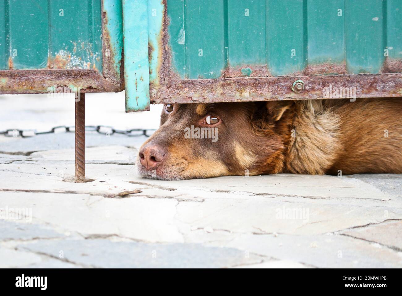 Ein trauriger Wachhund an einer Kette guicht unter dem Eingangstor hervor. Ernsthafter Hausbewachung. Nahaufnahme des Hundes. Stockfoto