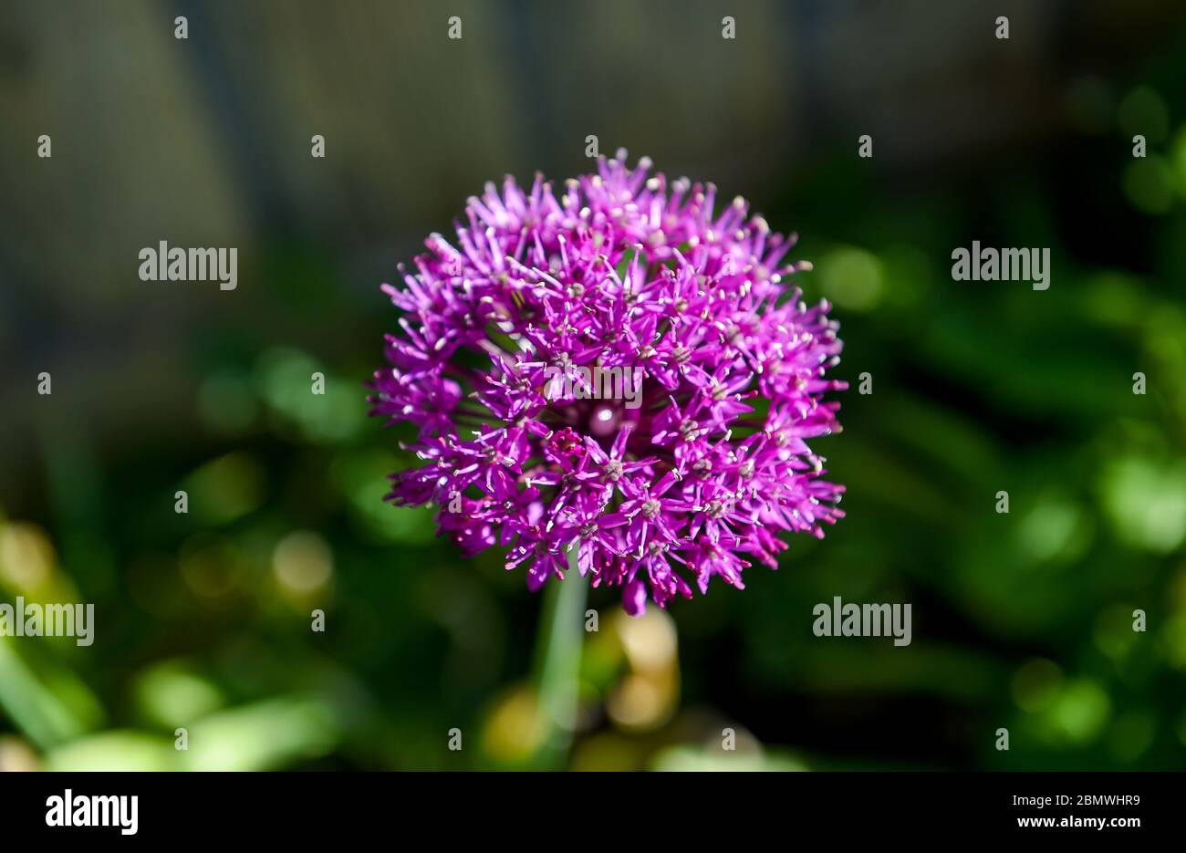 Allium hollandicum Purple Sensation Gartenpflanze manchmal als persische Zwiebel oder holländischen Knoblauch Foto von Simon Dack bekannt Stockfoto