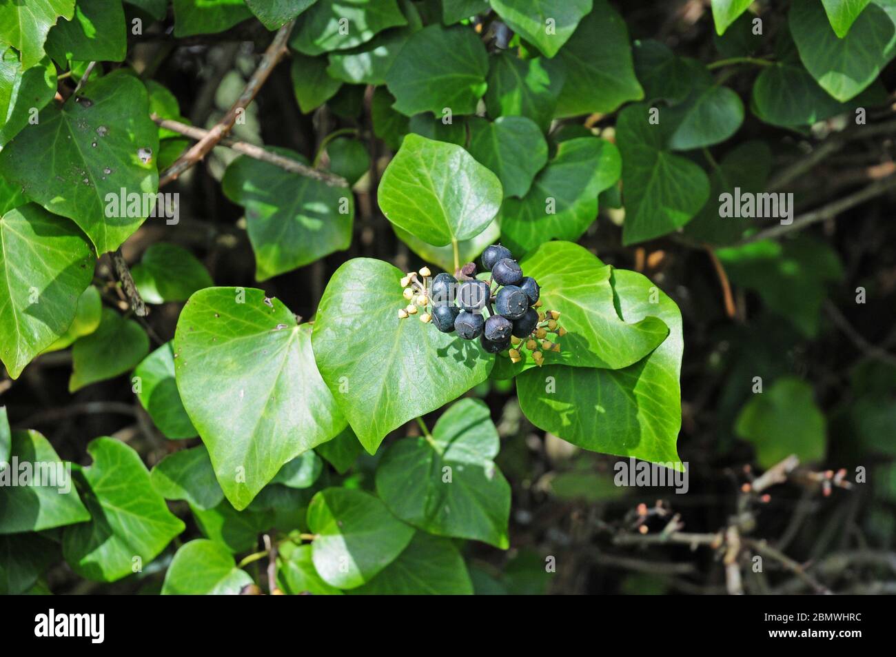 Reife Efeu-Beeren. Hedera-Helix. Stockfoto