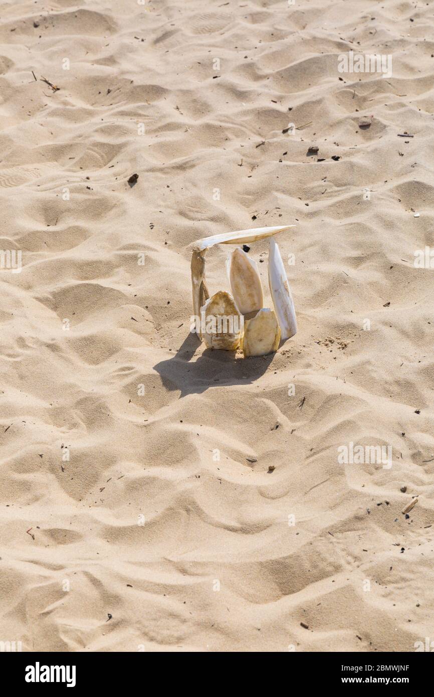 Sepia officinalis, die innere Schale des gemeinsamen Tintenfischs, am Strand von Bournemouth, Dorset UK im Mai Stockfoto