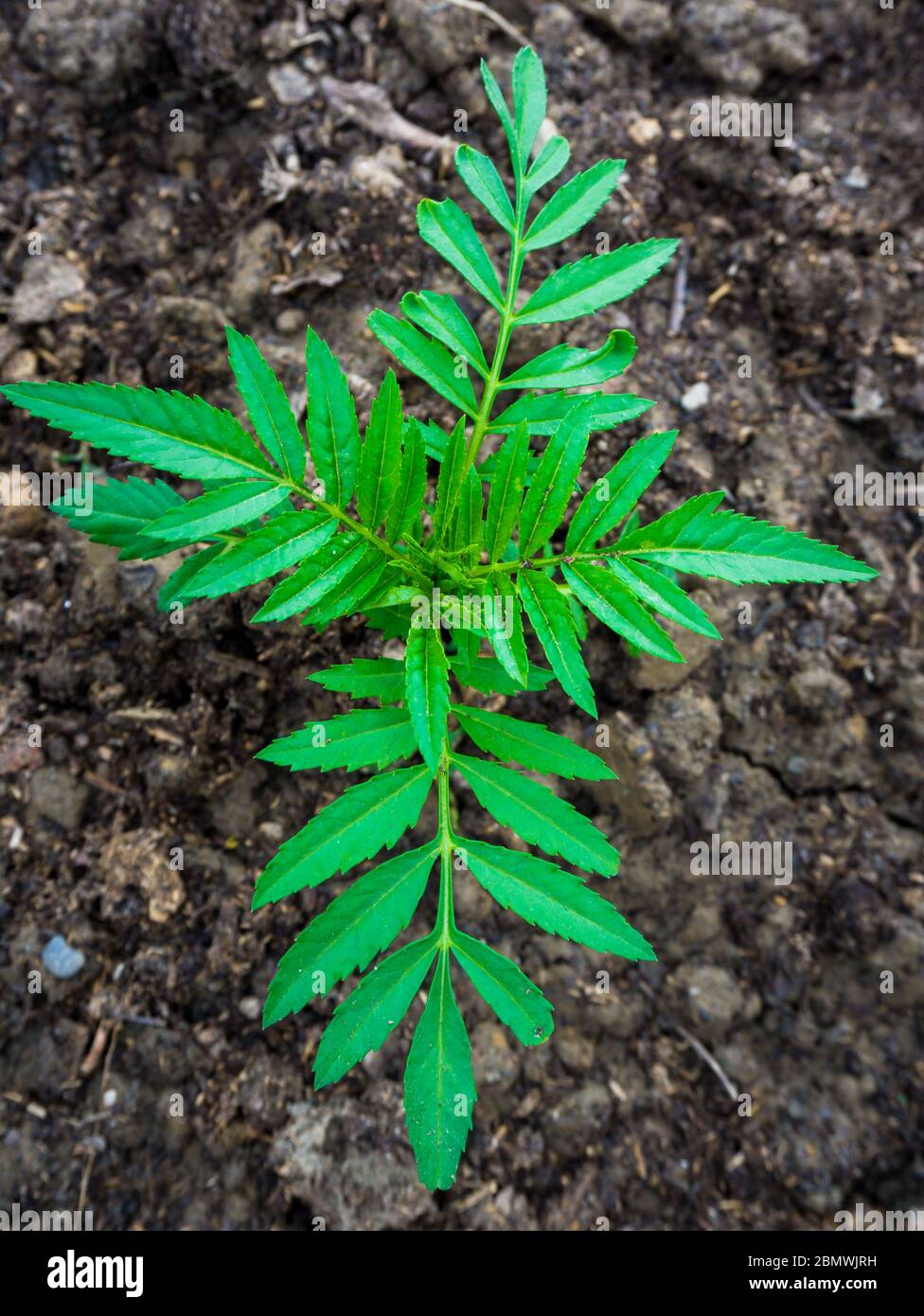 Eine Nahaufnahme der Tegetes Blumenpflanze, die allgemein als Ringelblume bekannt ist. Stockfoto