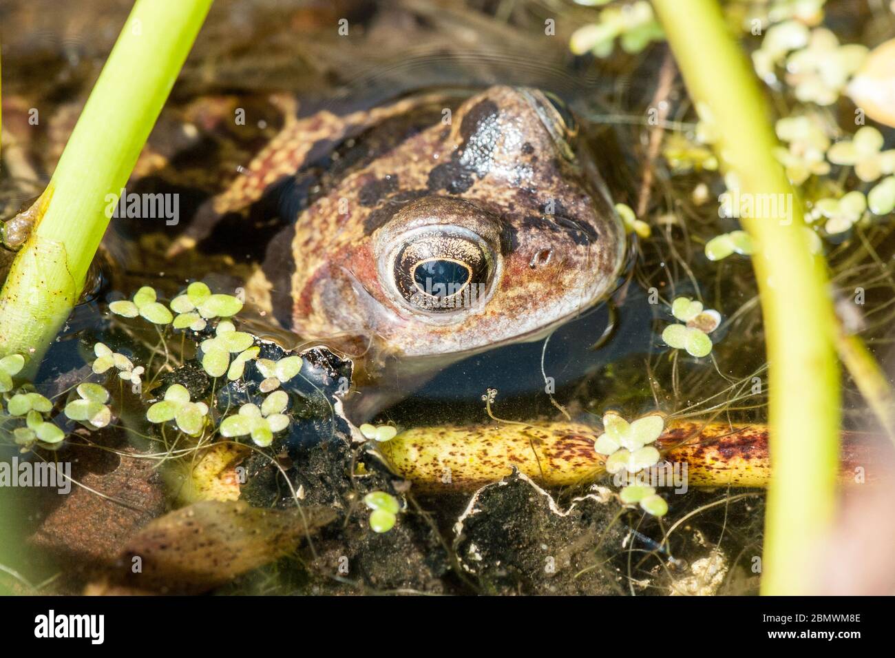 Portrait des Frosch in unserem Teich Stockfoto