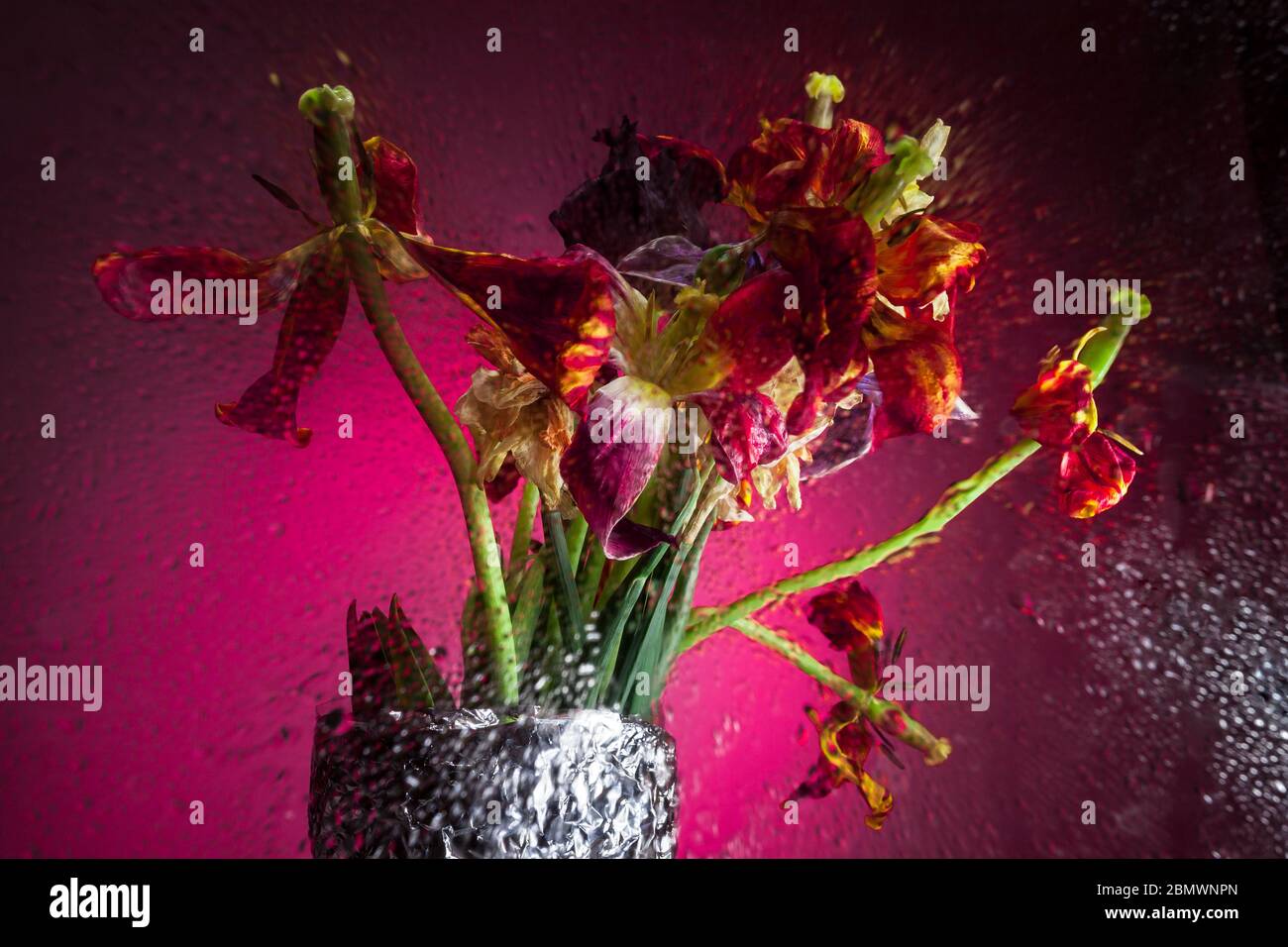 Getrocknete Tulpen durch das Glas in Tropfen, roter Hintergrund, das Konzept der Schönheit in allem. Stockfoto