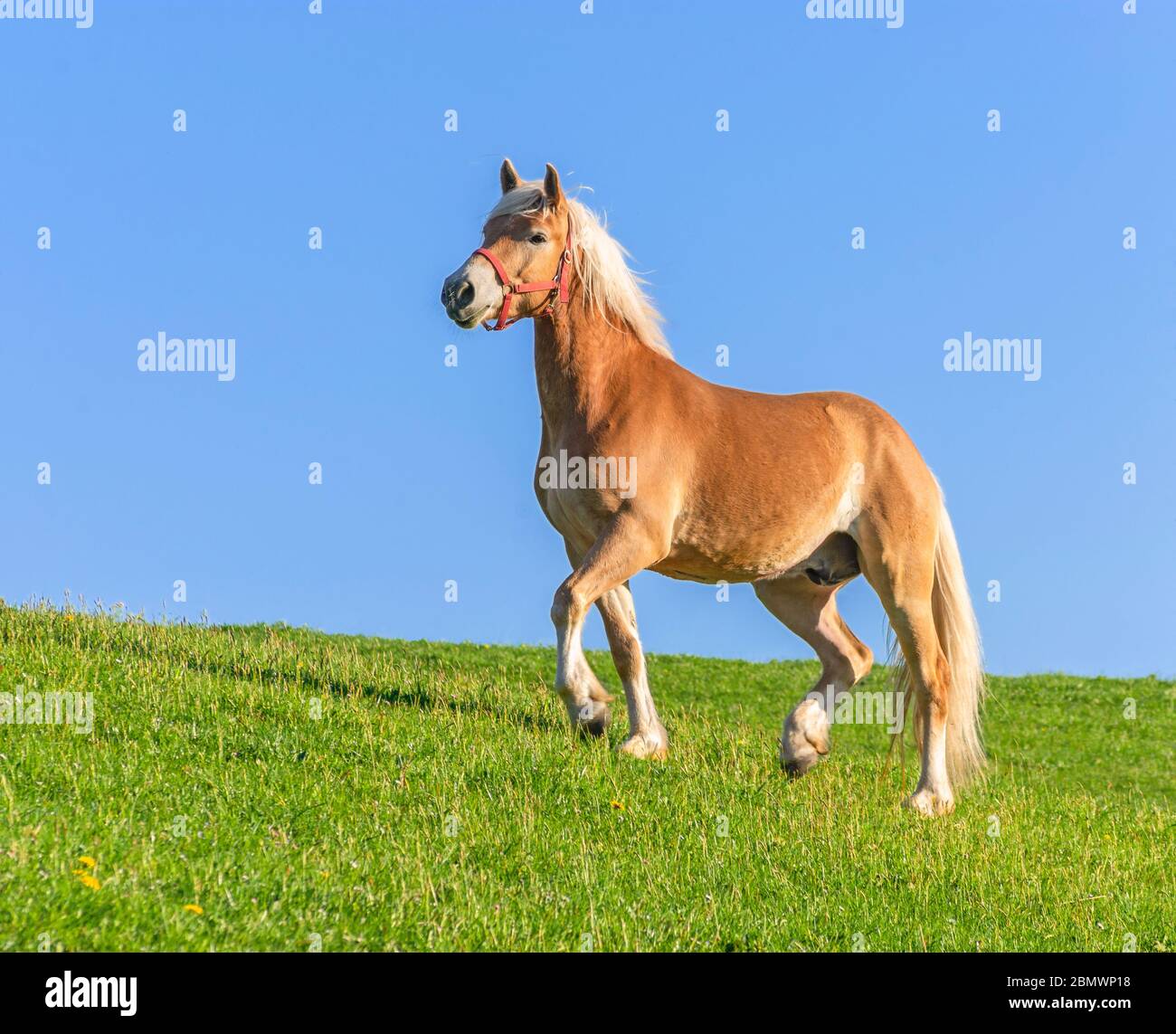 Haflinger Pony im Trab auf einem grünen Feld. Bayern, Deutschland Stockfoto