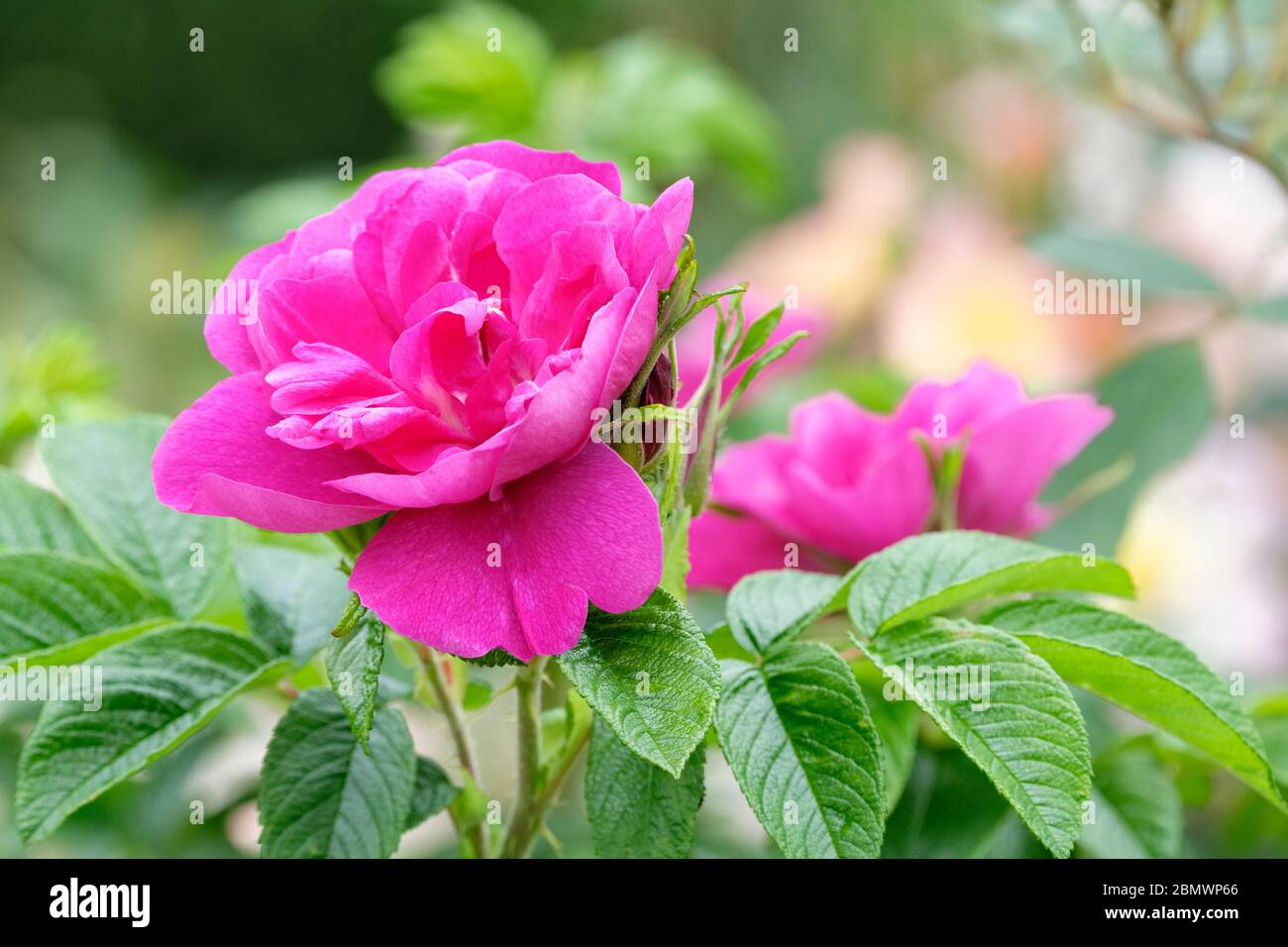 Strauch Rose Rosa rugosa Hansa Stockfoto