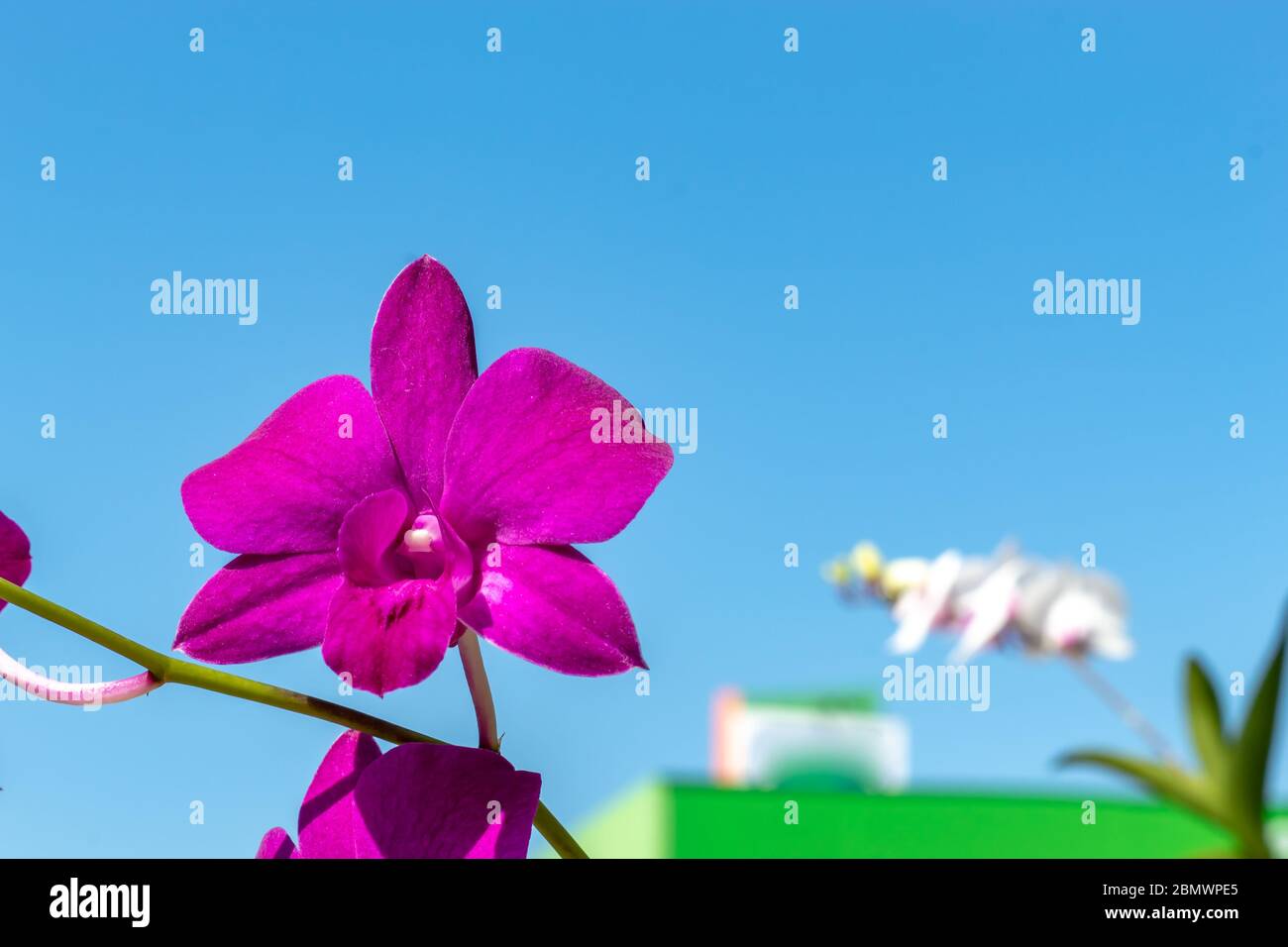 Schöne rosa Blüten im Garten. Stockfoto