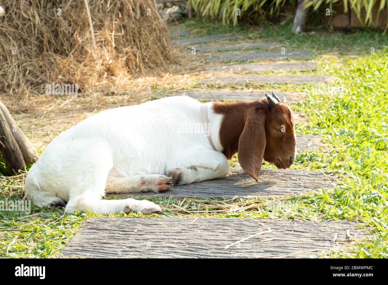 Ziegen schlafen auf dem Pflaster im Gras. Stockfoto