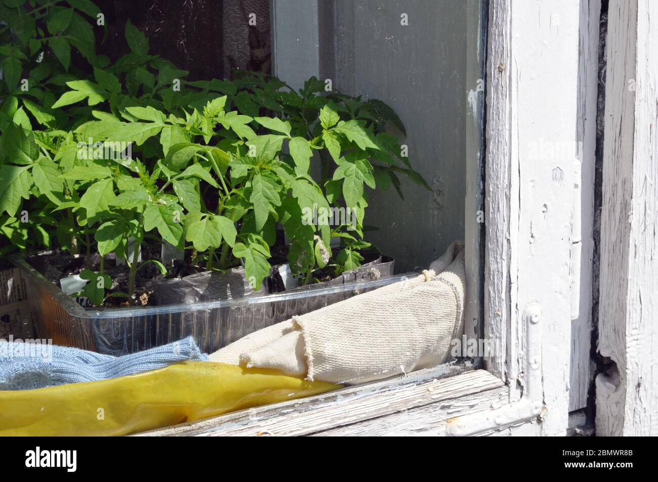 Sämlinge von Tomaten in Tabletts zu Hause auf der Fensterbank aus dem Fenster. Nahaufnahme. Stockfoto