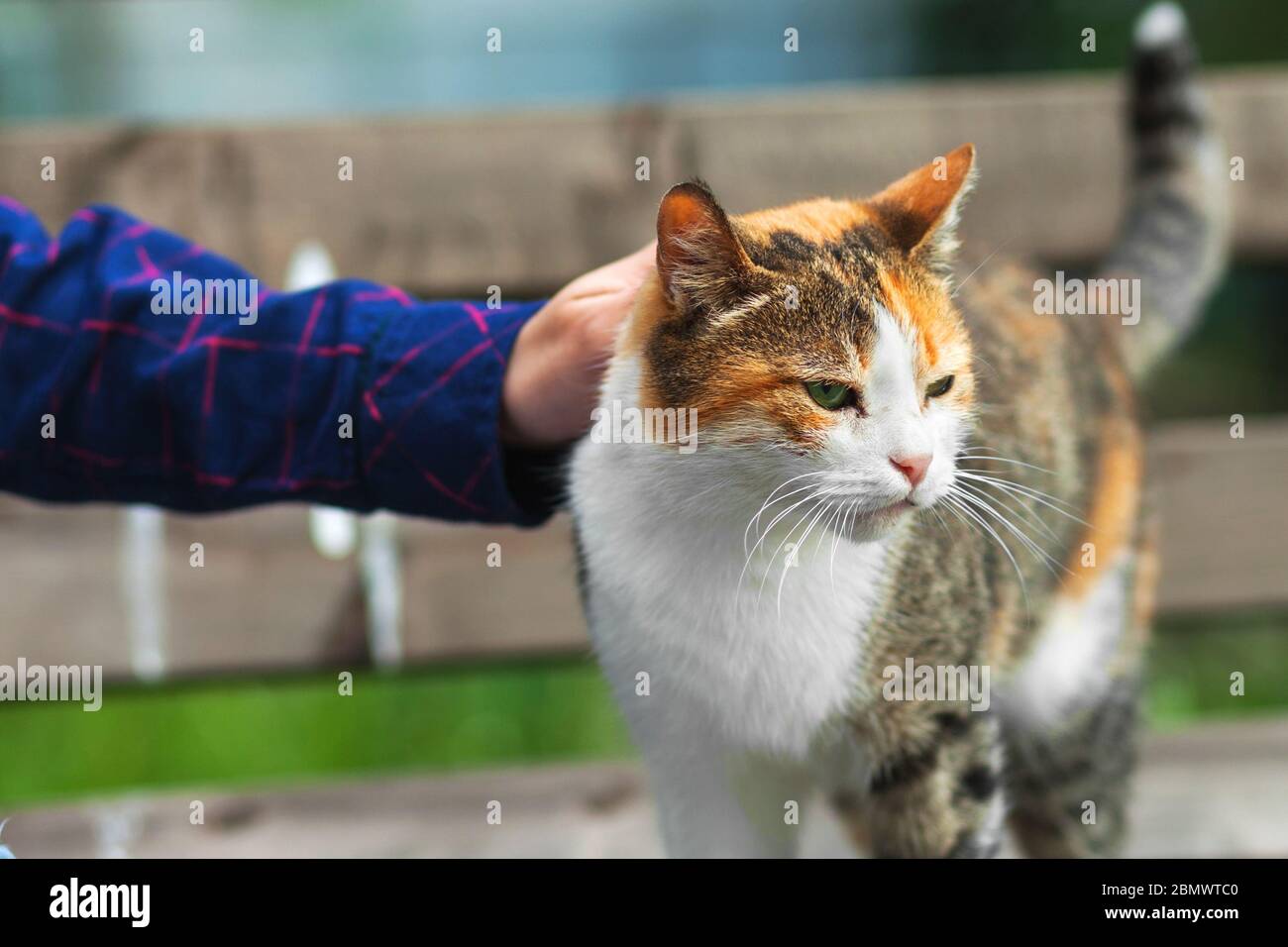 Das Mädchen streichelt eine Katze von weiß-roter Farbe. Flauschige Katze im Park auf der Straße. Stockfoto