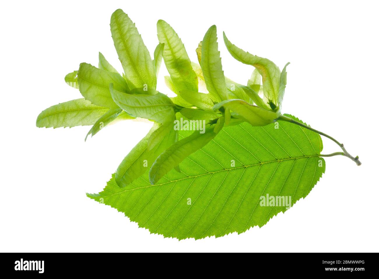 Blatt Hainbuchenbaum mit Pollen isoliert auf weißem Hintergrund Stockfoto