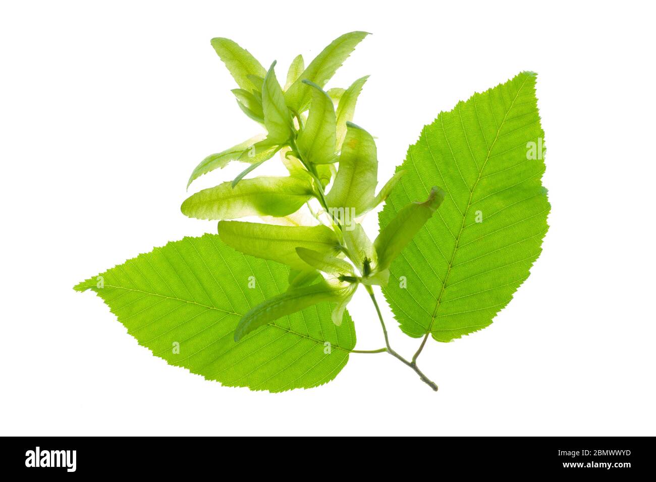 Blatt Hainbuchenbaum mit Pollen isoliert auf weißem Hintergrund Stockfoto