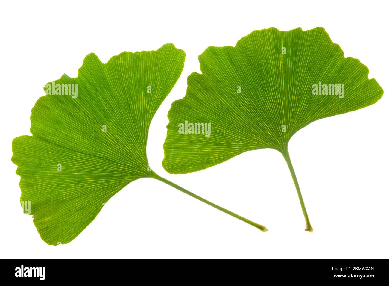 Einzelne Blätter des Ginkgo Baumes isoliert auf weißem Hintergrund Stockfoto