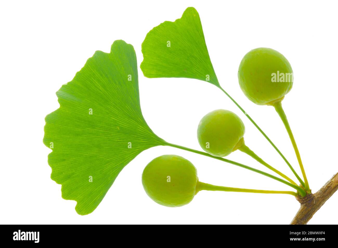 Einzelne Zweige mit Blättern von Ginkgo Baum mit Früchten auf weißem Hintergrund Stockfoto