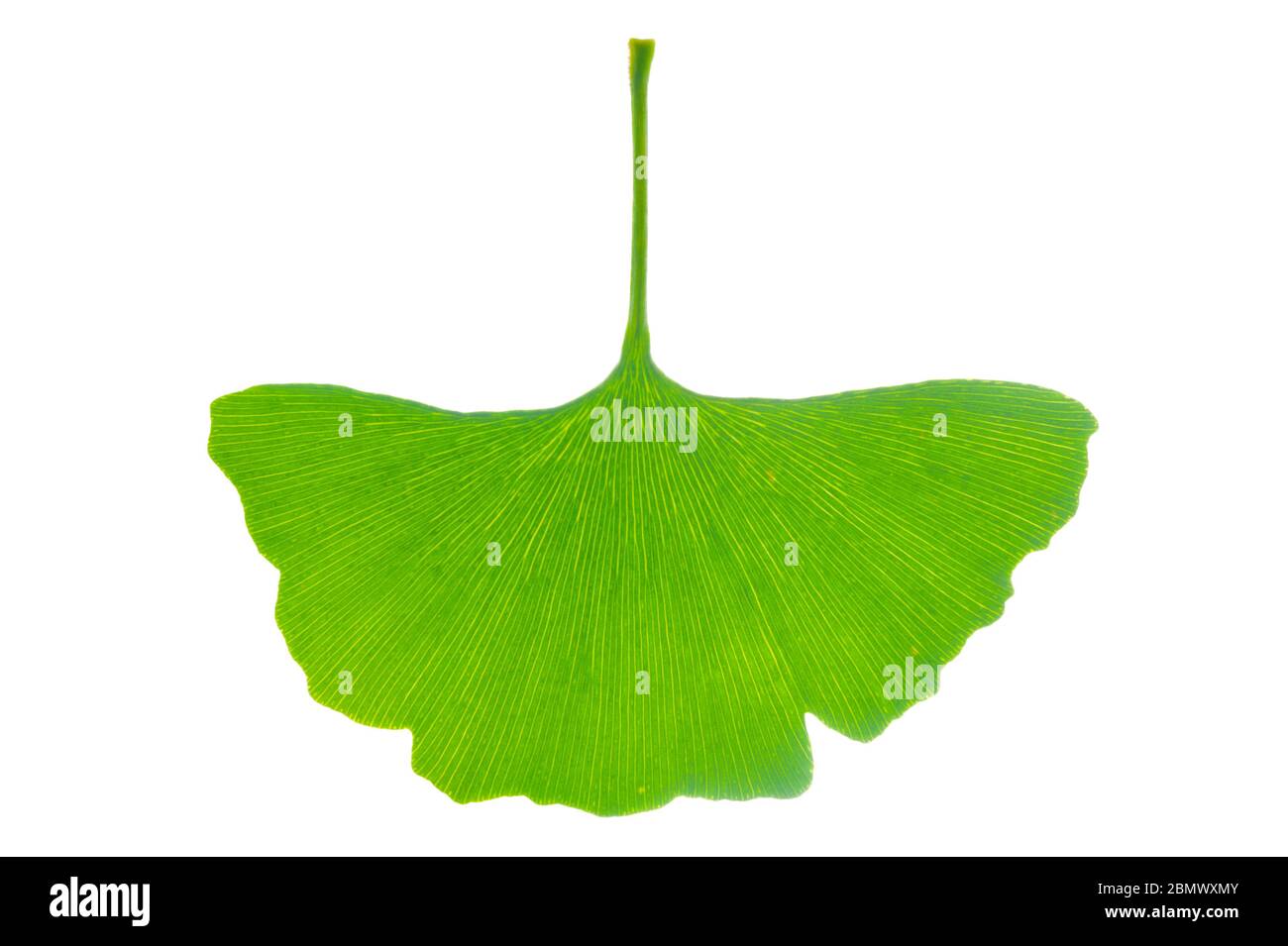Einzelne Blätter des Ginkgo Baumes isoliert auf weißem Hintergrund Stockfoto