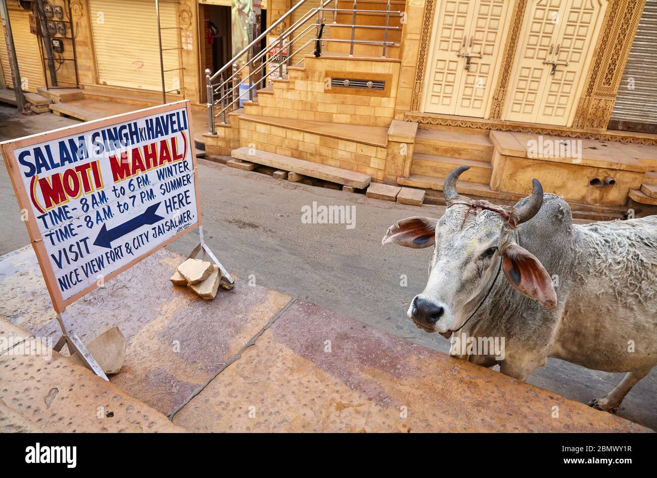 JAISALMER, INDIEN - 14. MÄRZ 2015: Neugierig grau Kuh an der Anschlagtafel des Museum Moti Mahal in Jaisalmer, Indien. Jaisalmer ist ein sehr beliebtes zu Stockfoto
