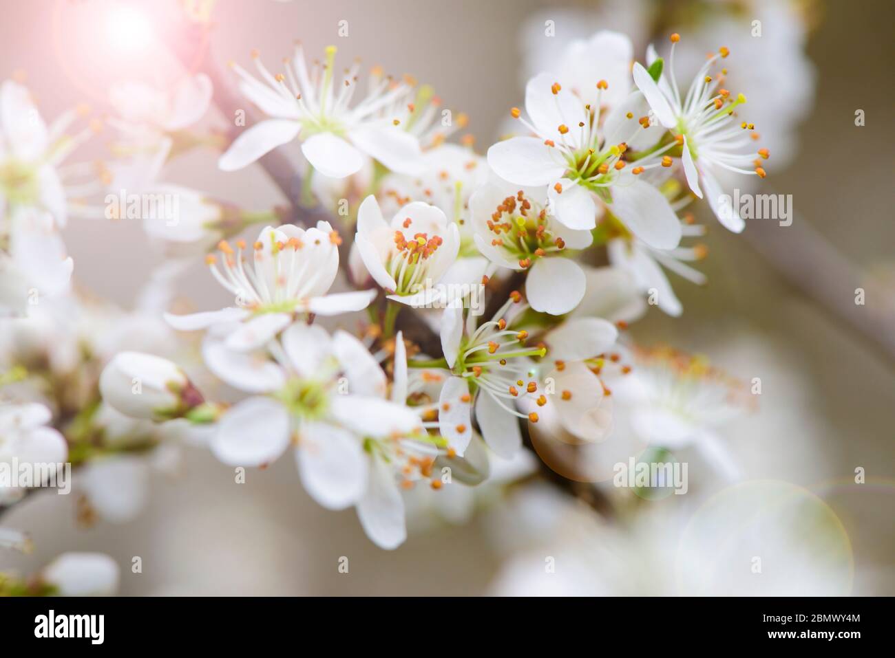 Blühender Zweig des Busches im Frühling Stockfoto