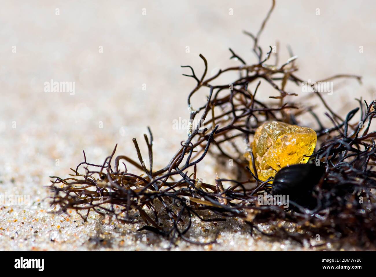 Schönes Stück Bernstein unter den Algen oder Algen am Sandstrand Stockfoto